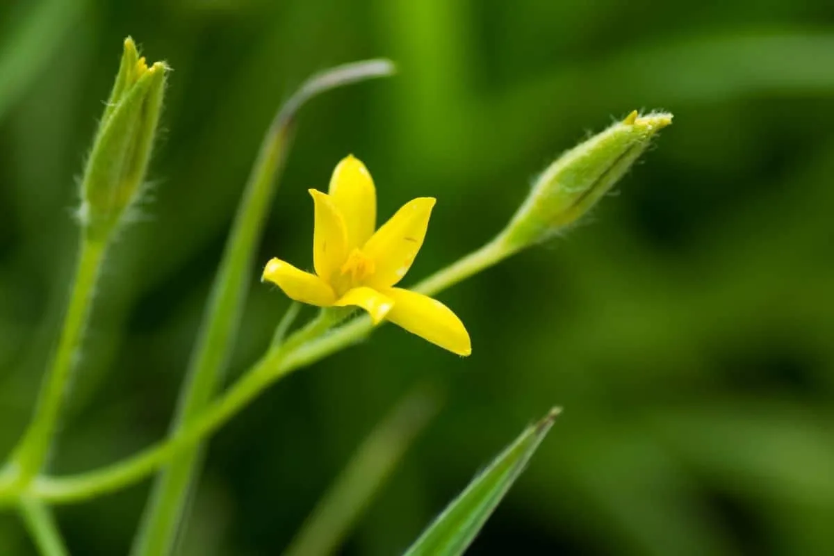 yellow stargrass