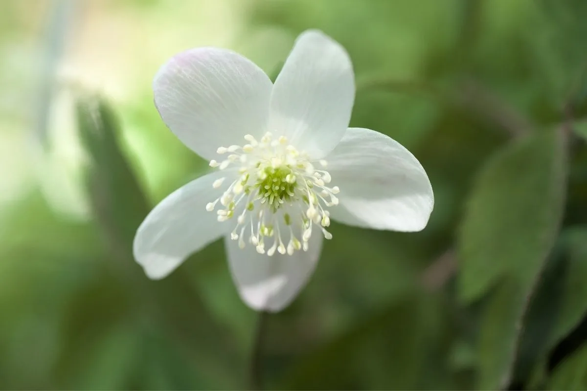 Anemone quinquefolia