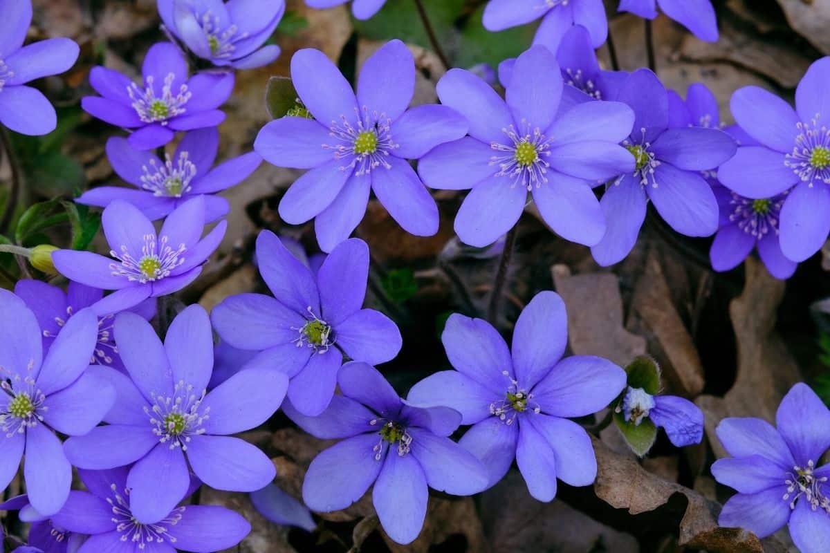 Blunt-lobed hepatica