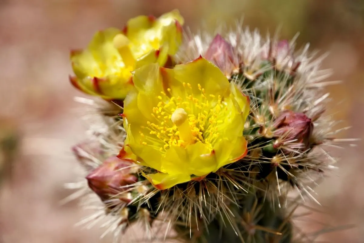 Buckhorn cholla