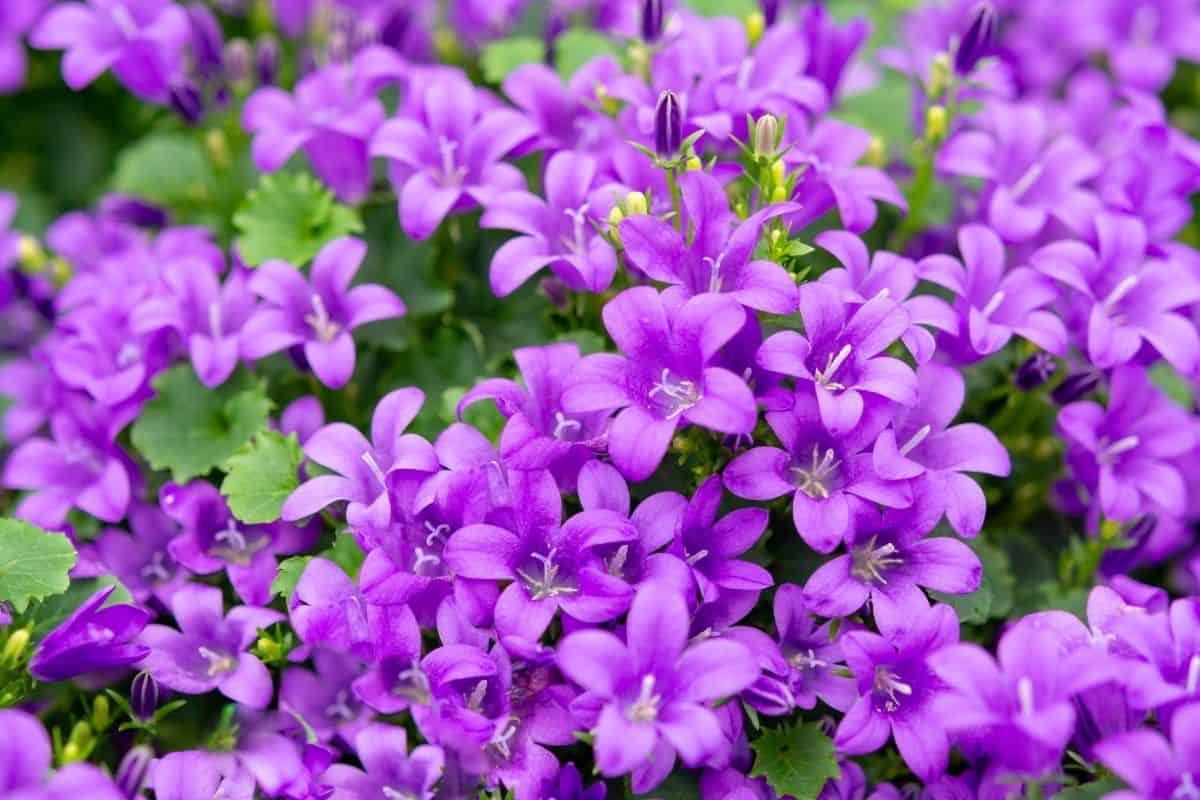 Campanula americana