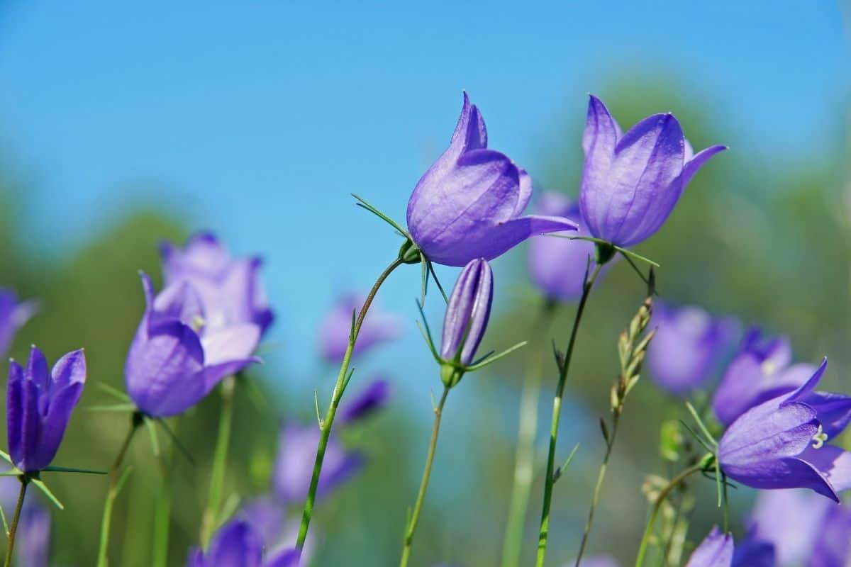 Campanula rotundifolia