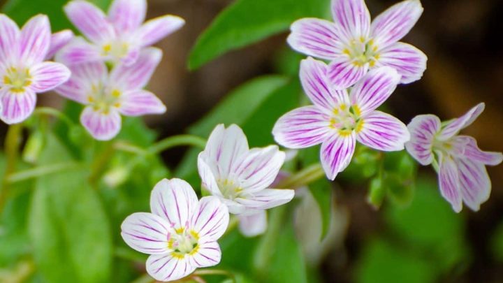 New Jersey Native Plants List: 15 Amazing Garden State Choices