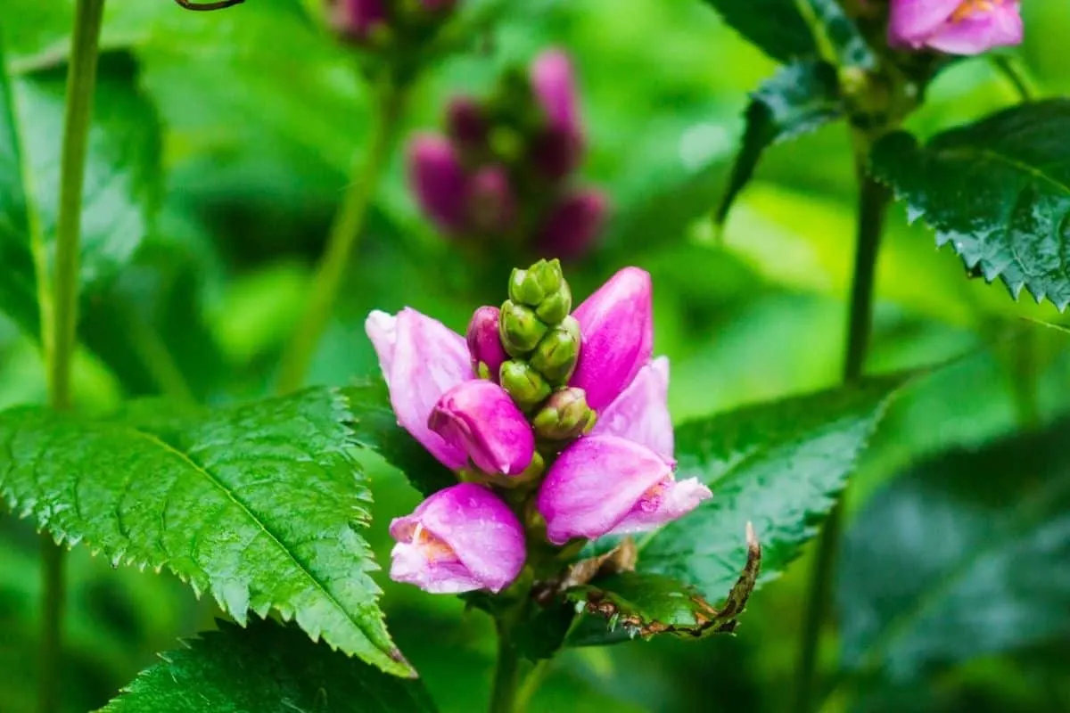 pink Chelone obliqua flowers