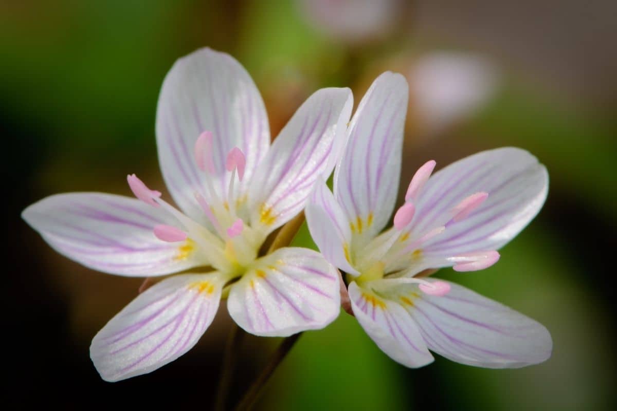 Claytonia caroliniana