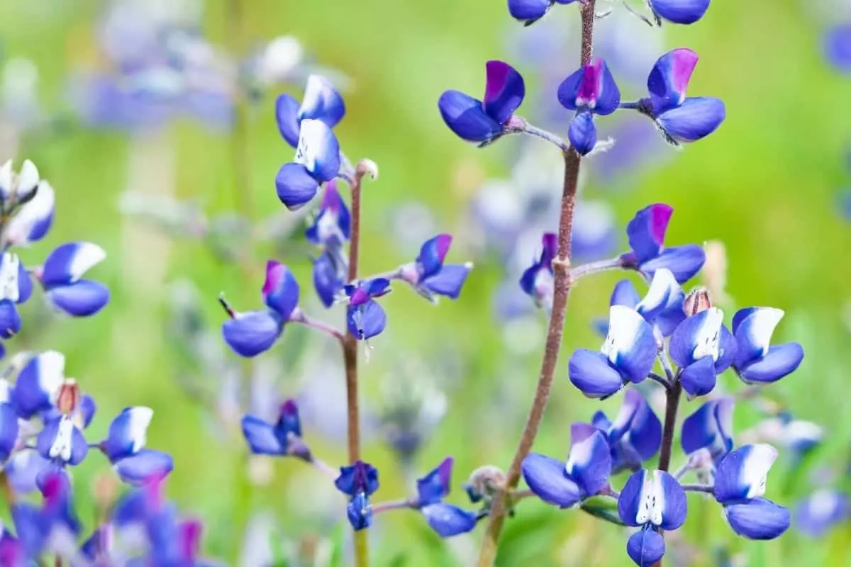 Collinsia verna