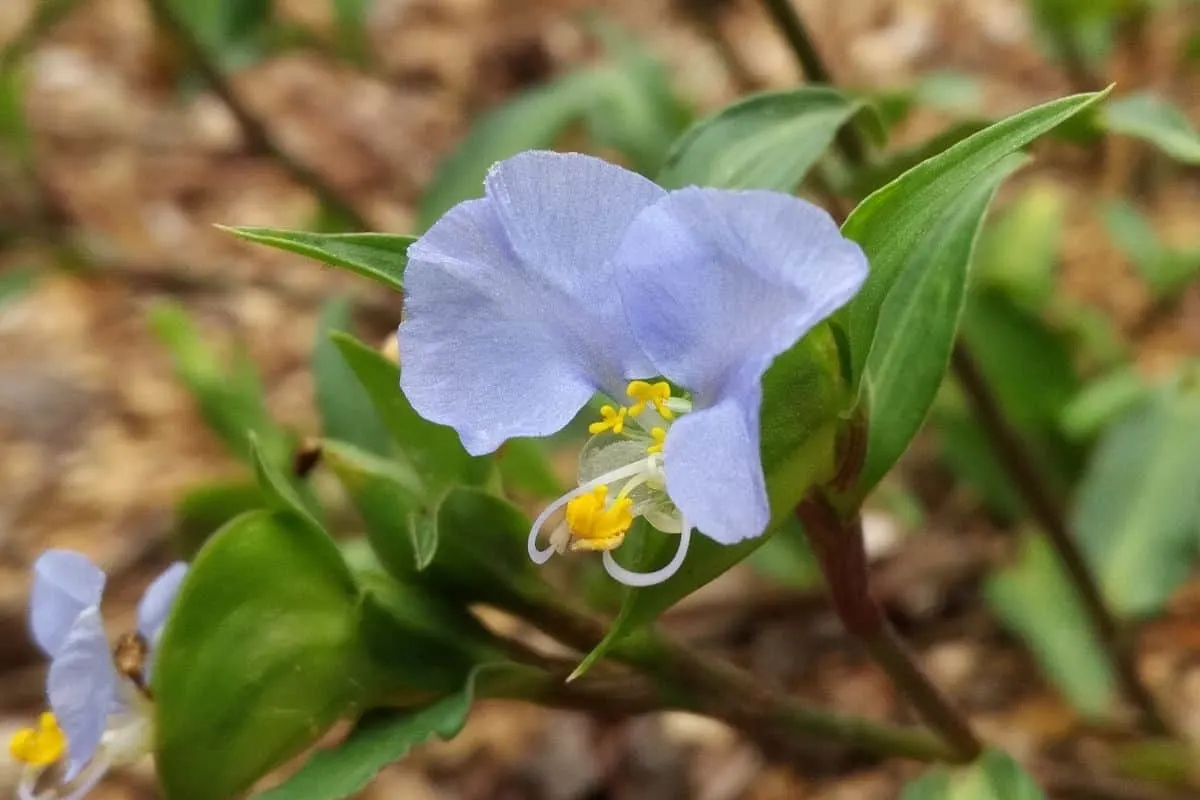 Commelina erecta flower