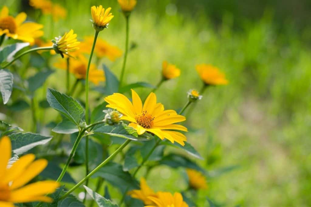 Heliopsis helianthoides flowers