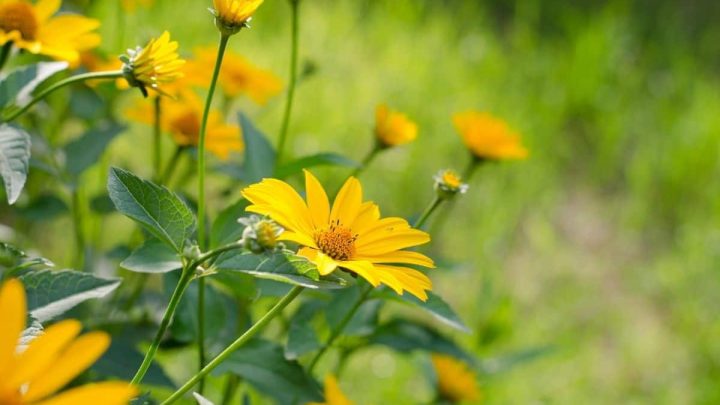 Minnesota Native Plants List: 12 Stunning Wildflowers for Your Landscape