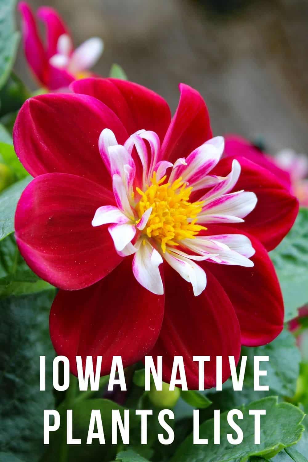 Iowa native plants list