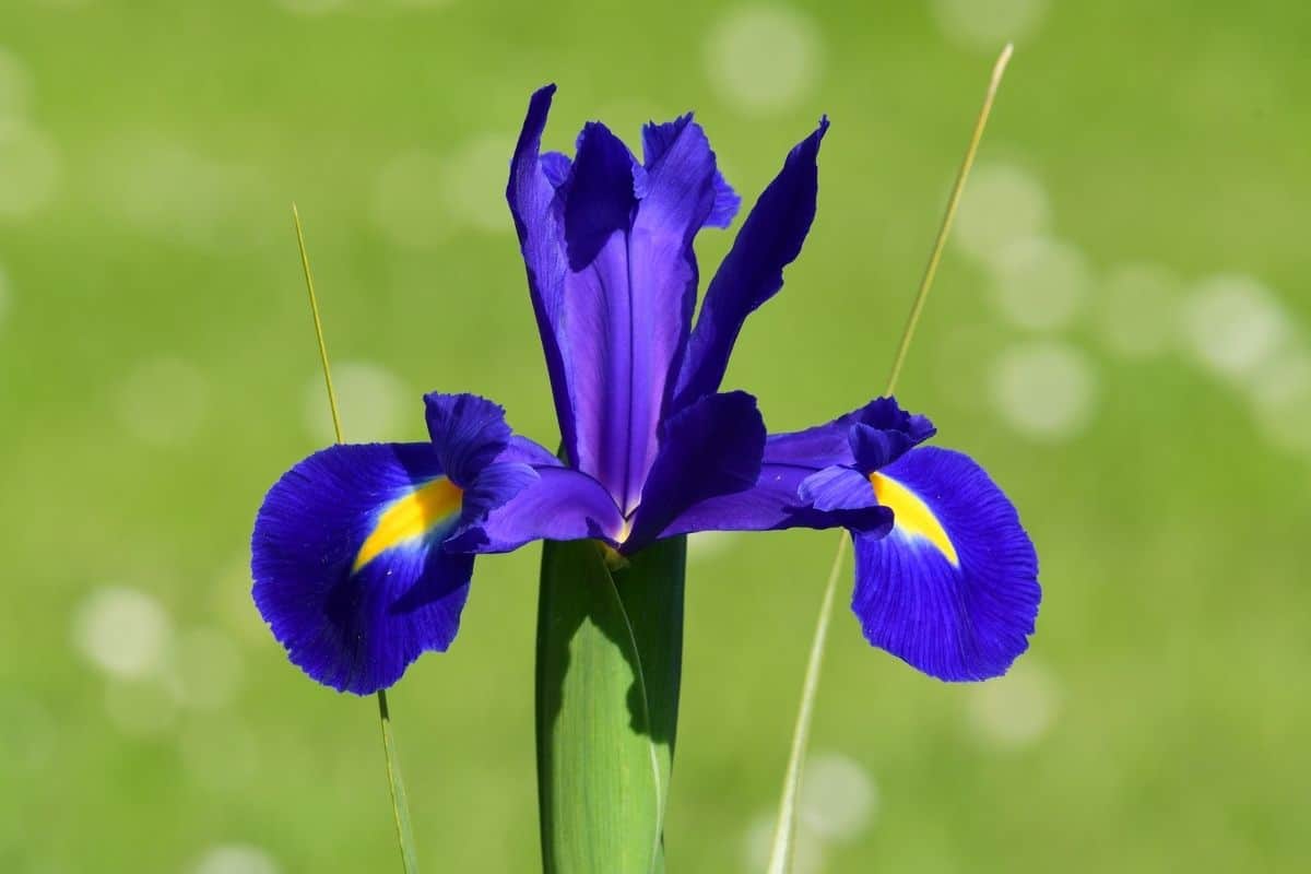 Iris versicolor