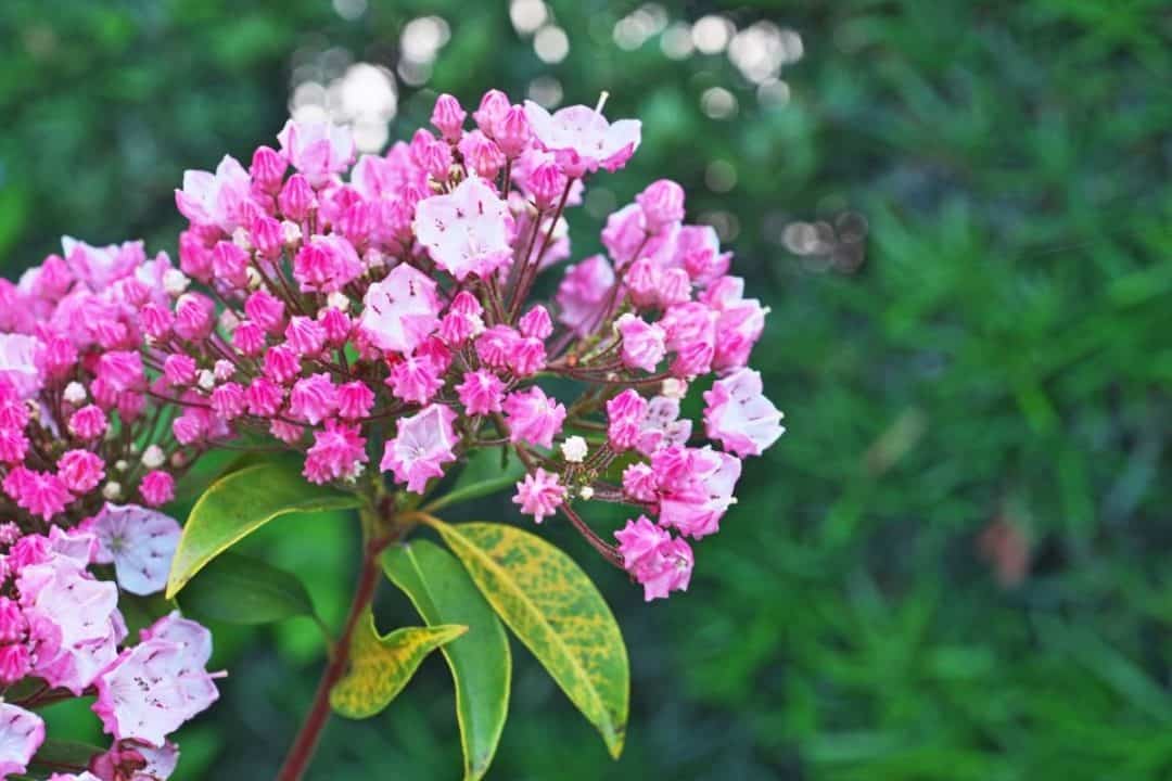 New Hampshire Native Plants List 10 Beautiful Flowering Plants