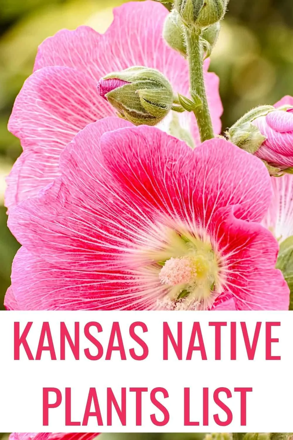 Kansas native plants list