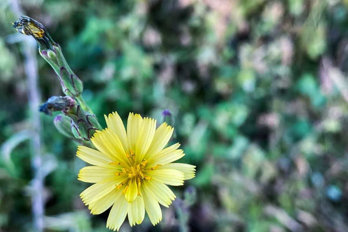 Lactuca ludoviciana