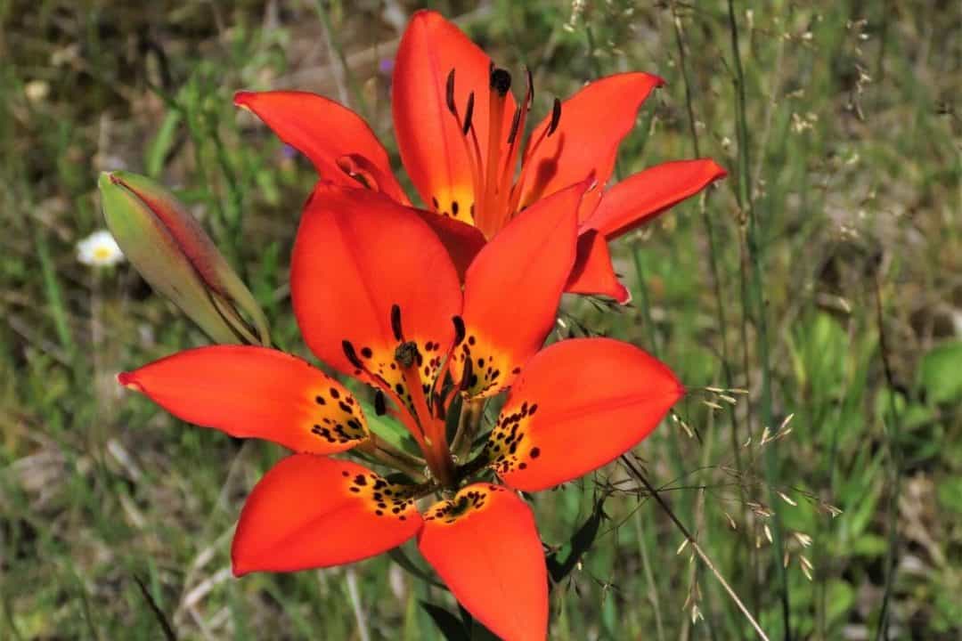 Iowa Native Plants List 16 Stunning Flowers For Your Garden