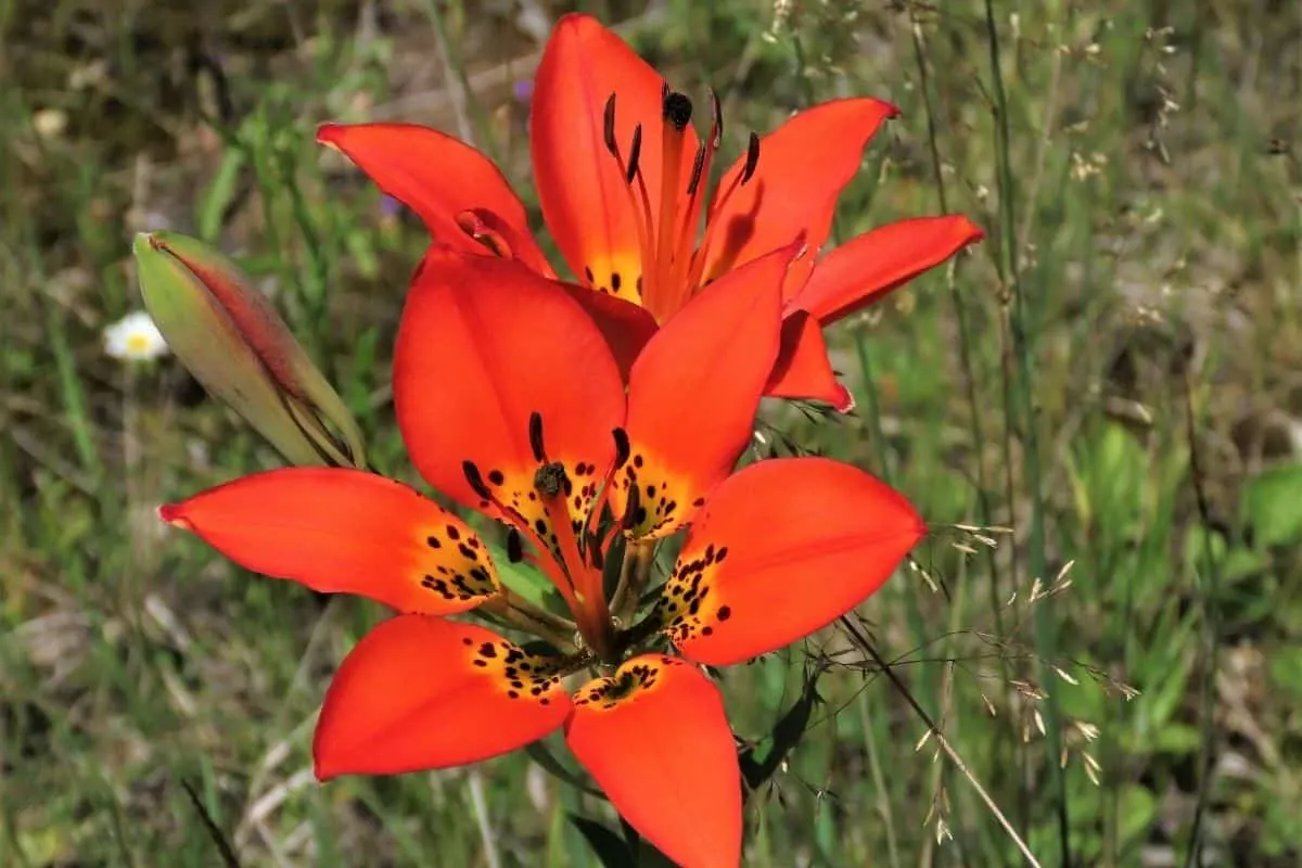 Lilium philadelphicum