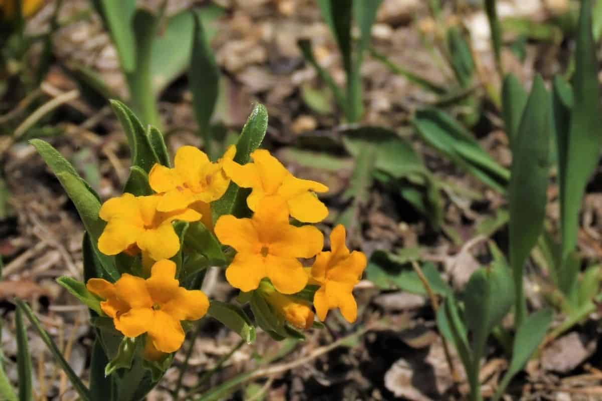 Lithospermum canescens