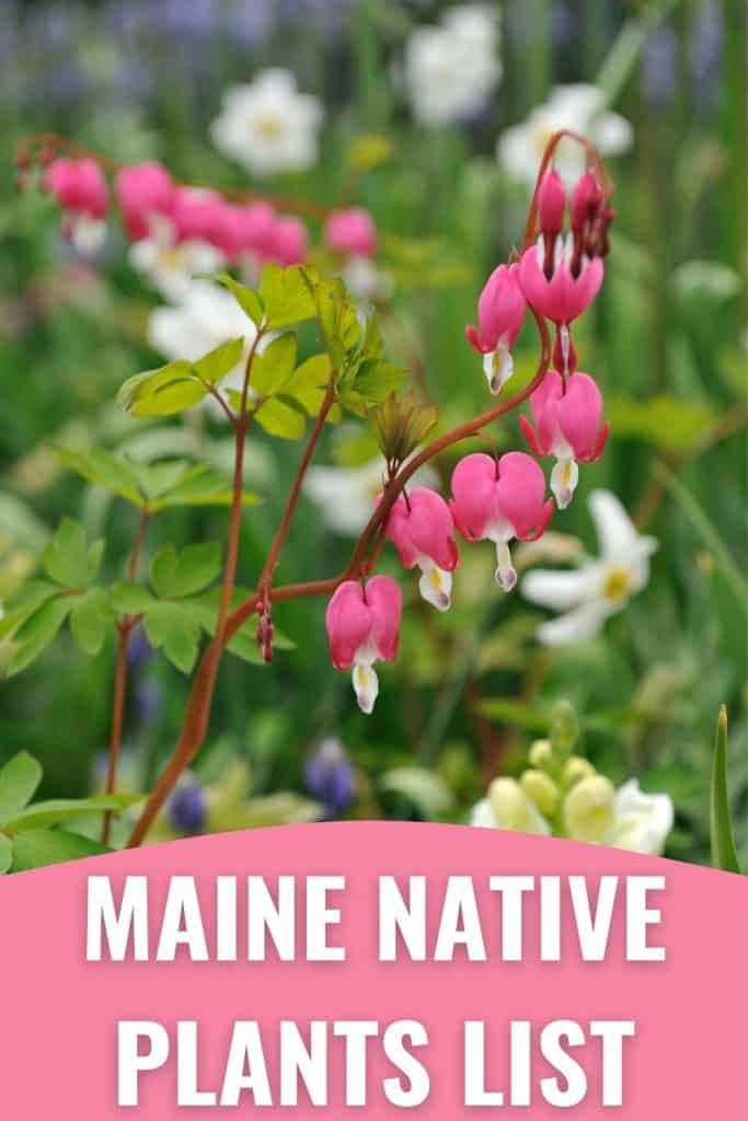 Maine Native Plants List 13 Stunning Plants For Your Landscape