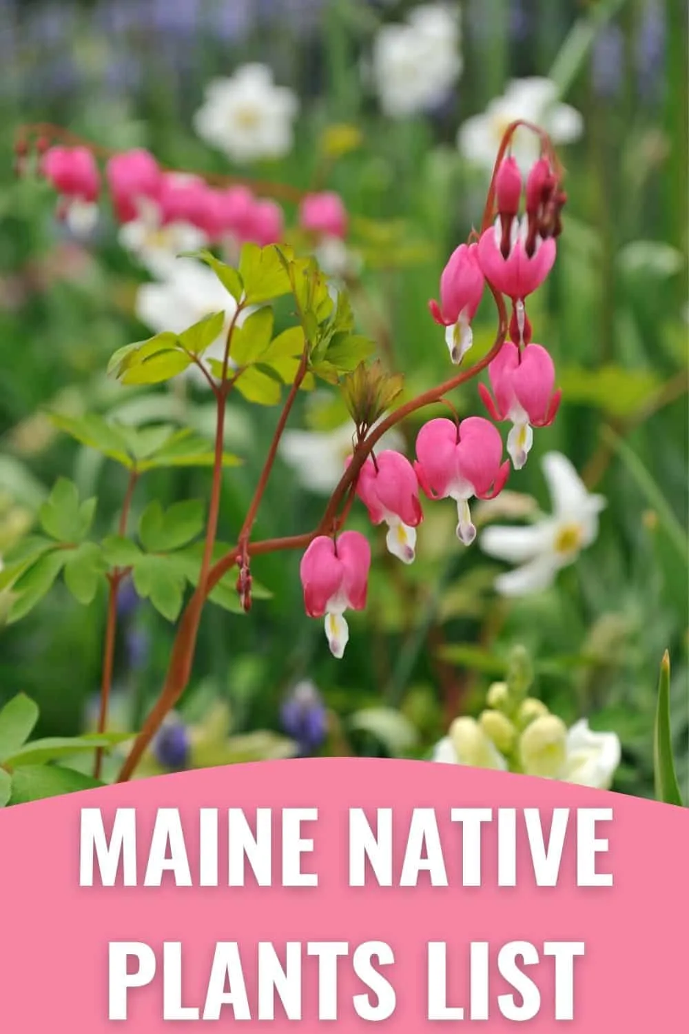 Maine native plants list