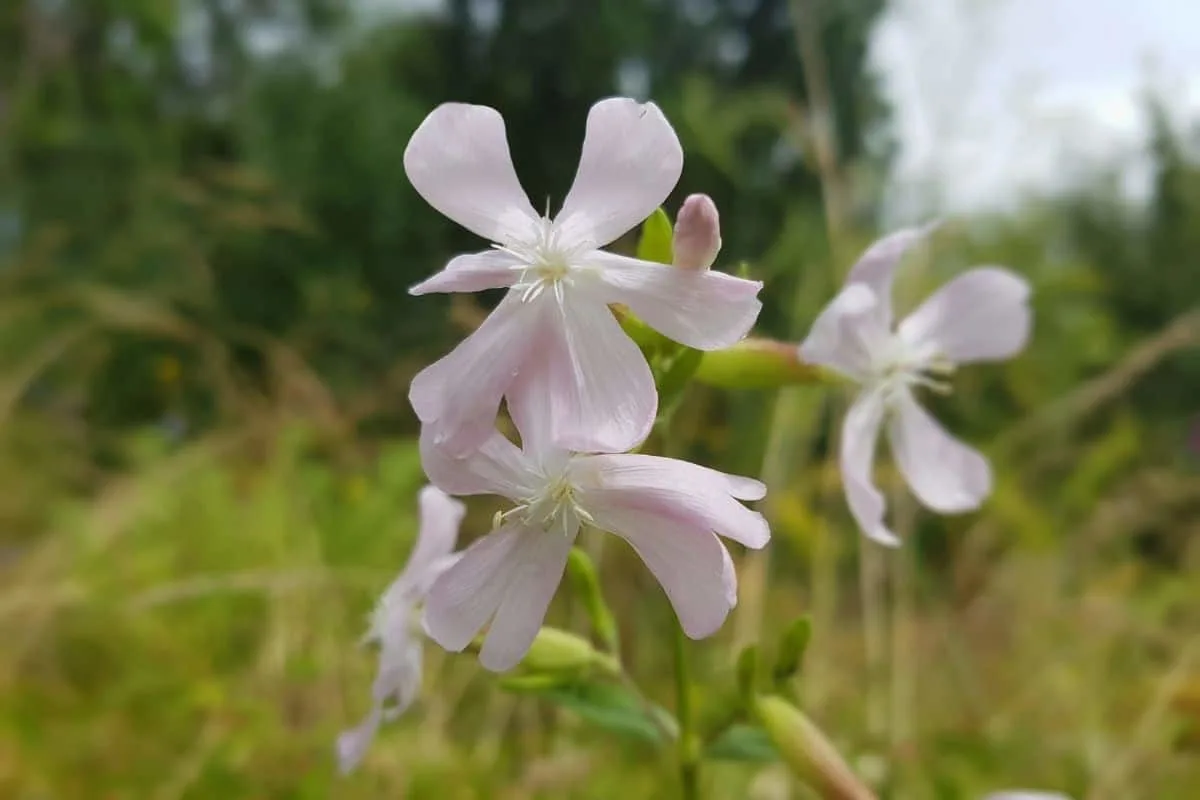 Marshallia caespitosa flowers