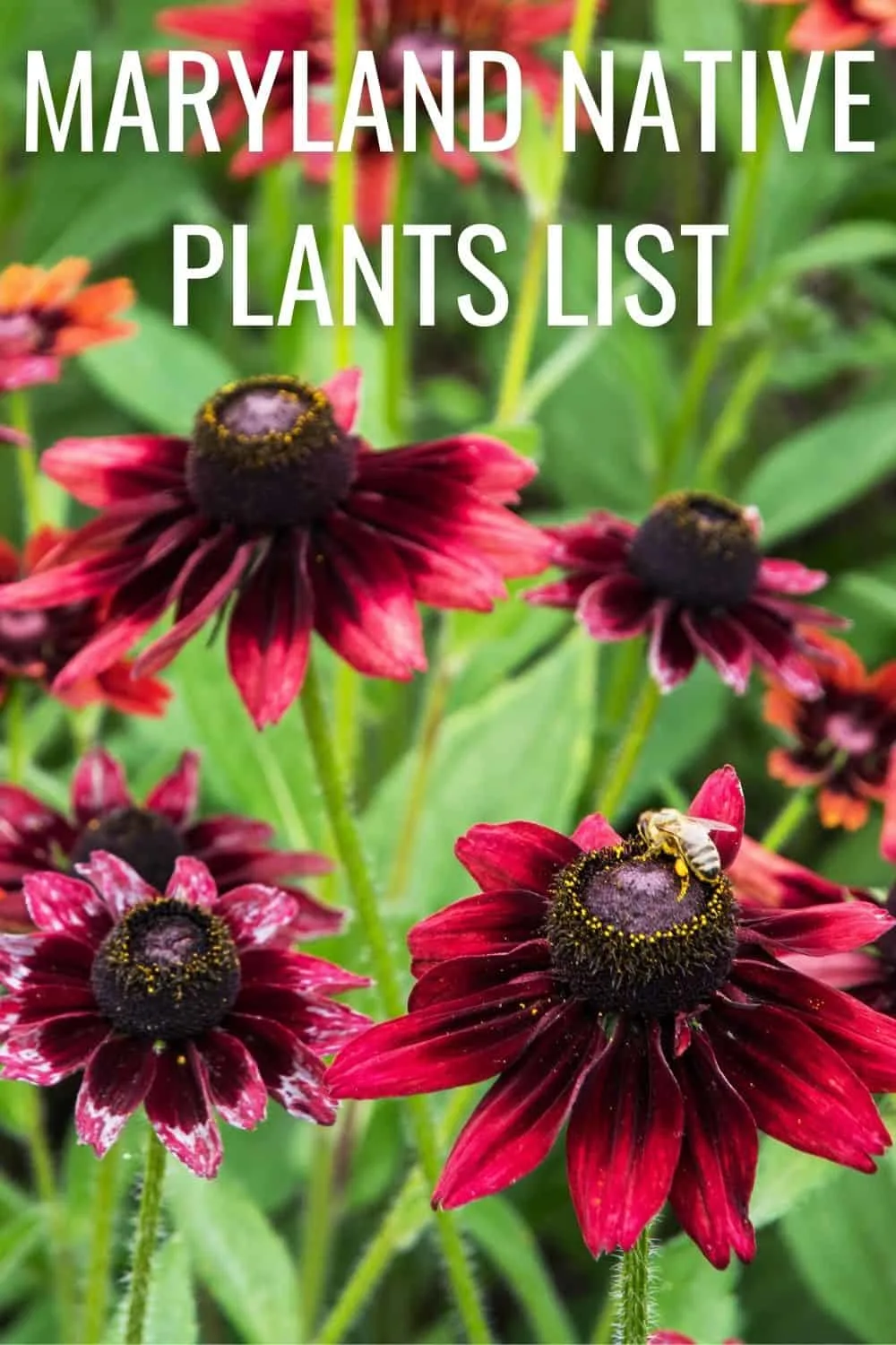 Maryland native plants list