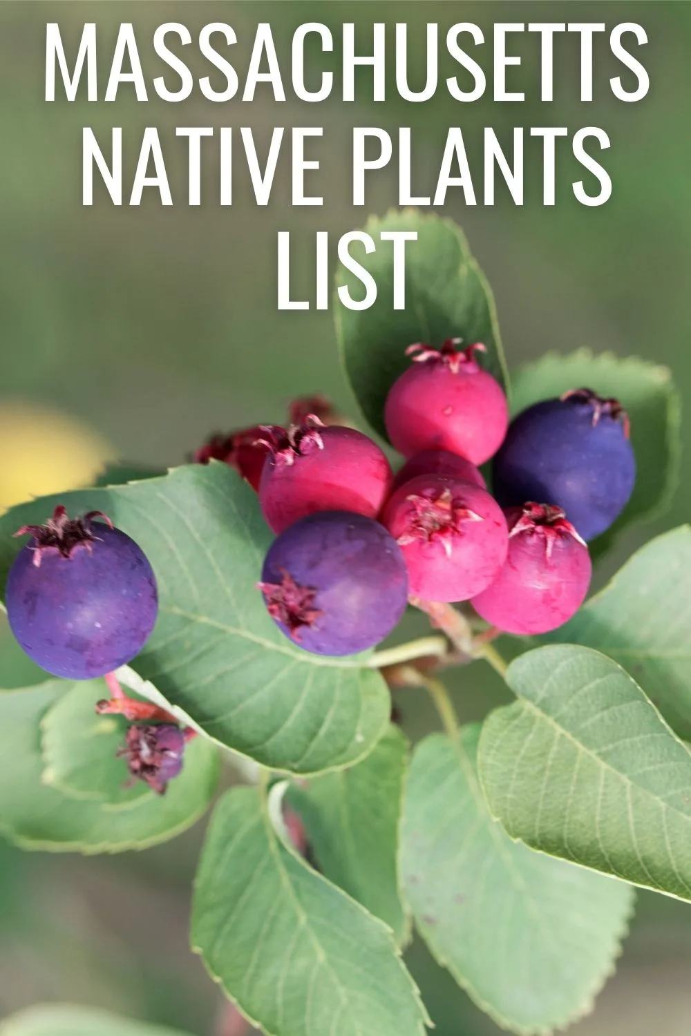 Massachusetts native plants list
