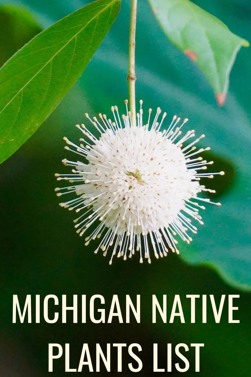 Michigan native plants list