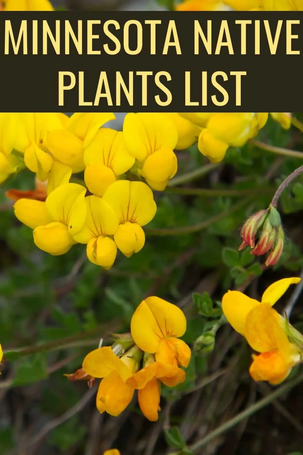 Minnesota native plants list
