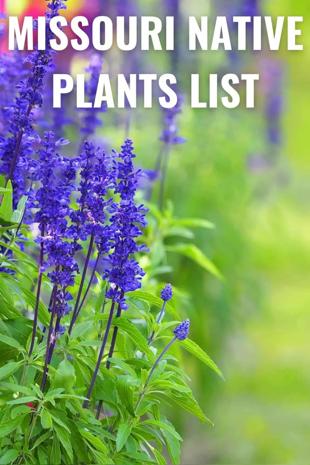 Missouri native plants list