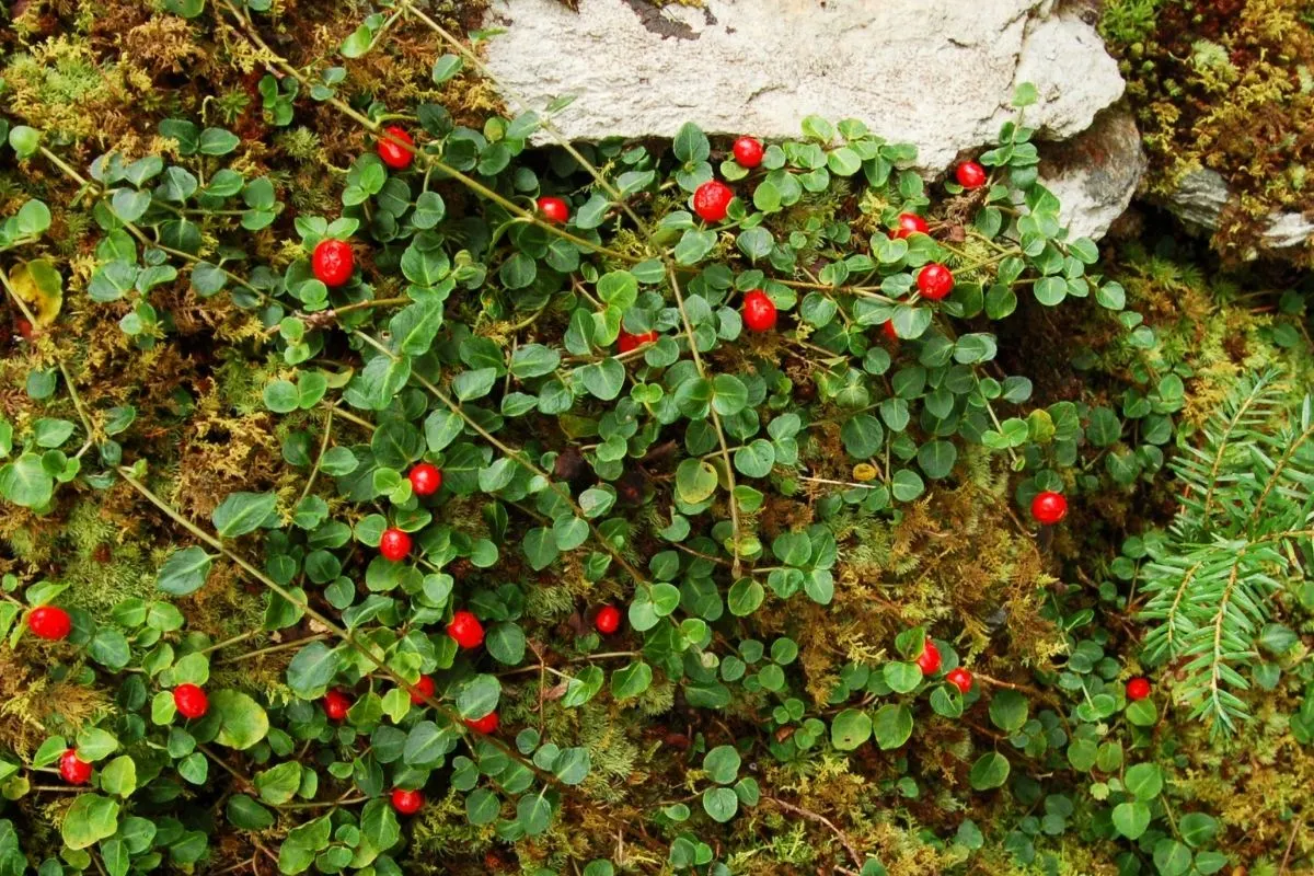 Mitchella repens