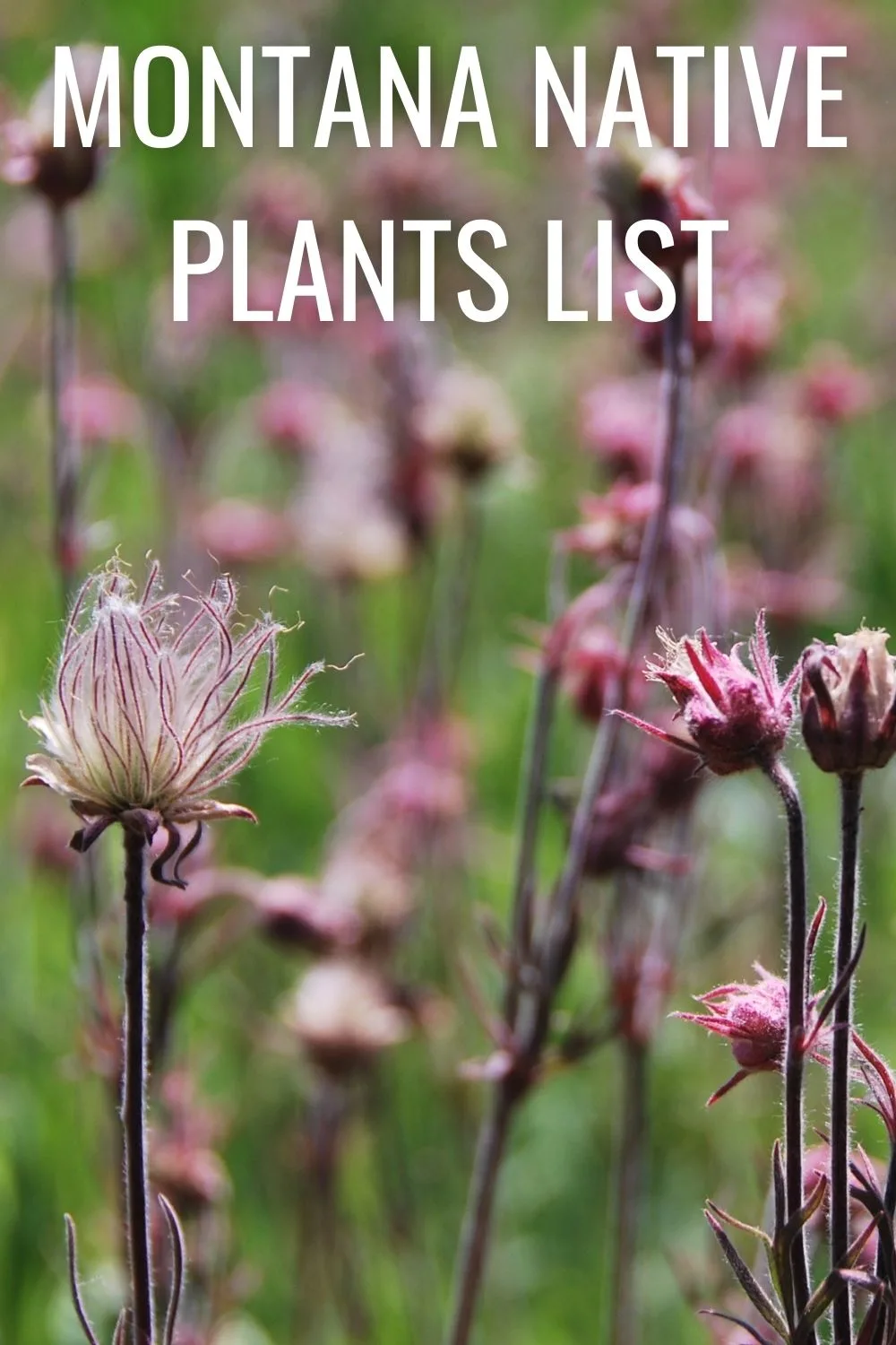 Montana native plants list