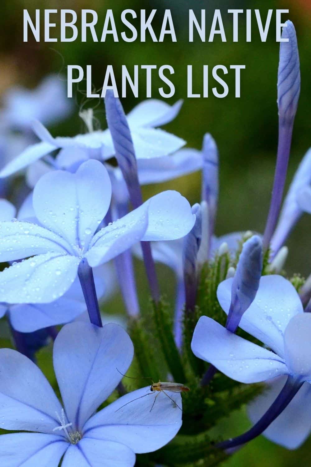 Nebraska native plants list