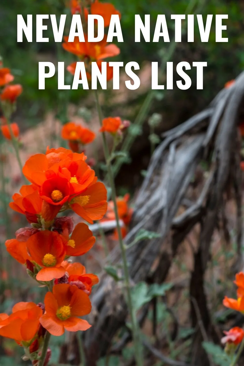 Nevada native plants list