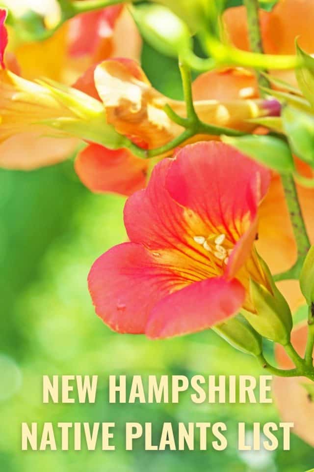 New Hampshire Native Plants List 10 Beautiful Flowering Plants