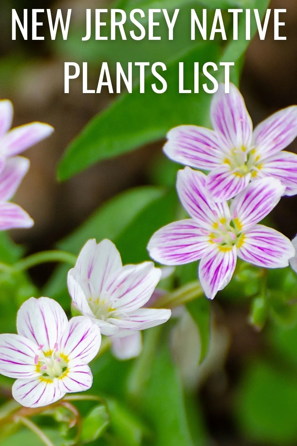 New Jersey native plants list