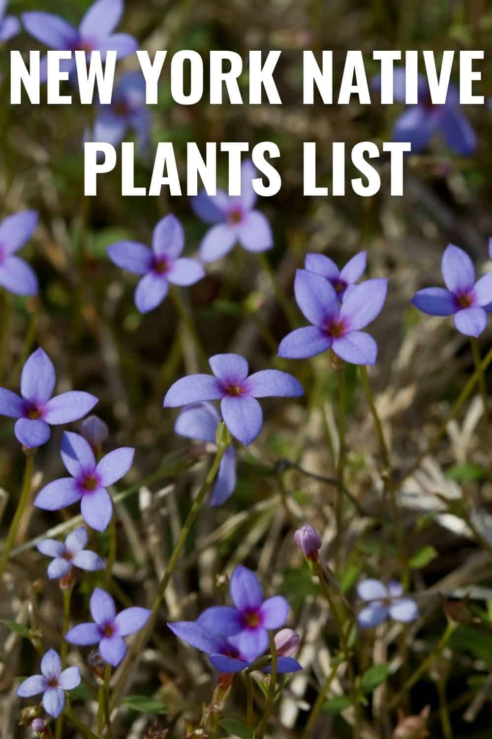 New York native plants list