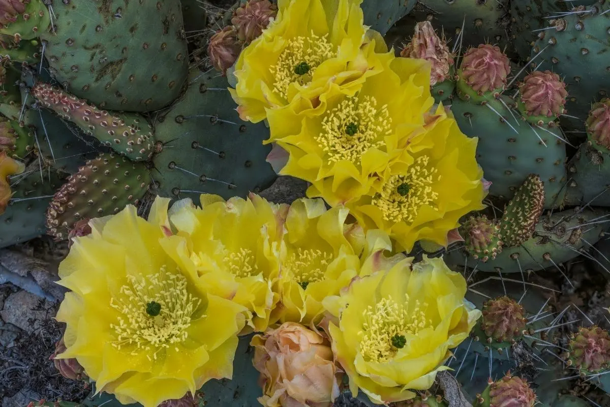 Opuntia polyacantha