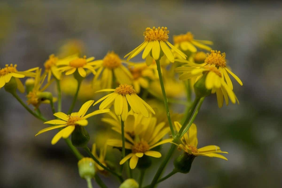 Packera obovata flowers