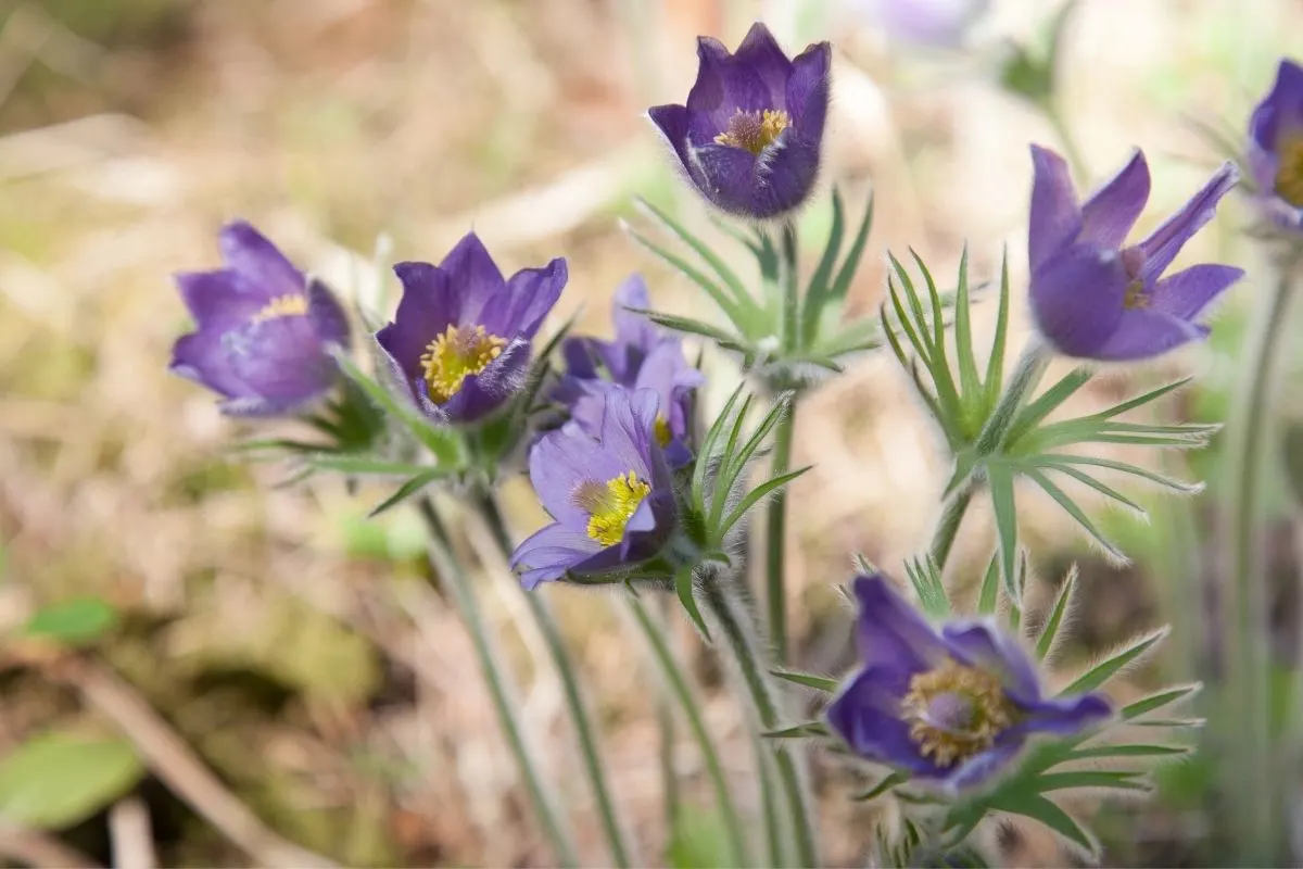 Pulsatilla patens