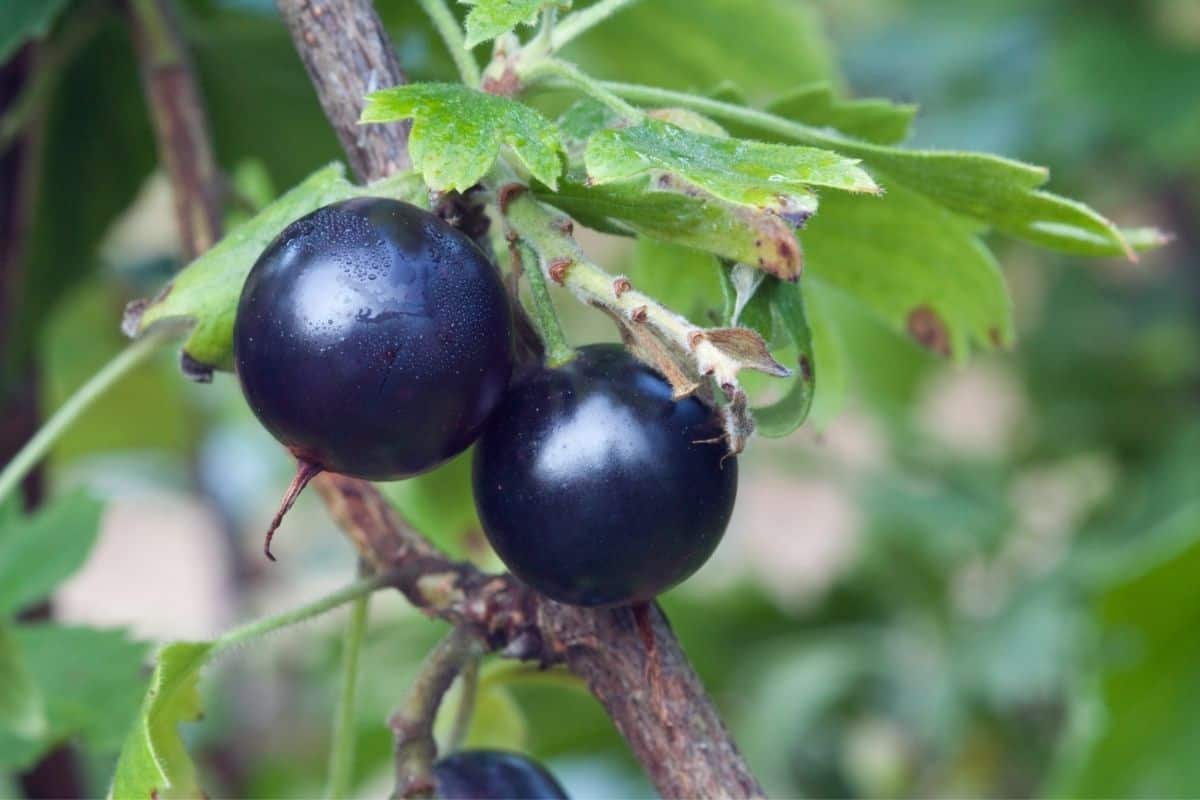 Ribes odoratum