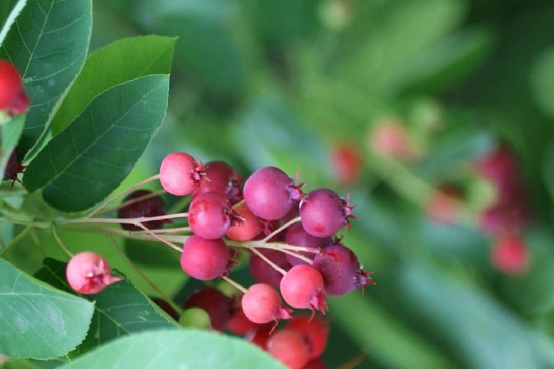 Massachusetts Native Plants List 11 Garden Choices For New England Seasons