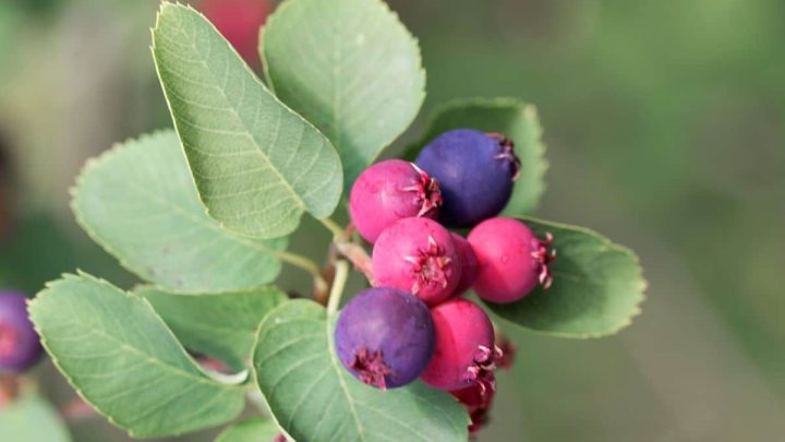 Massachusetts Native Plants List: 11 Garden Choices for New England Seasons