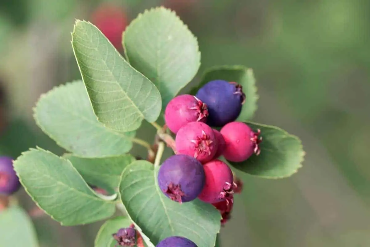 running serviceberry berries