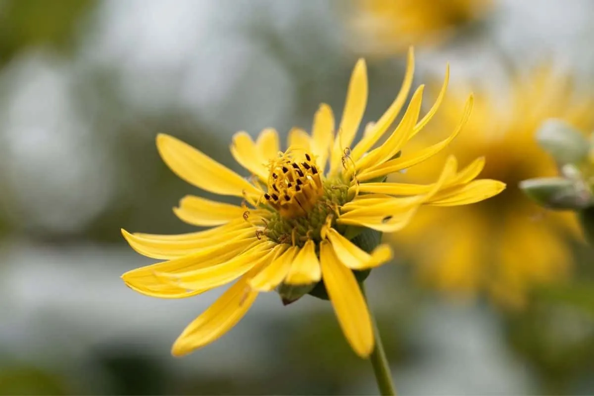 yellow Silphium integrifolium flowers