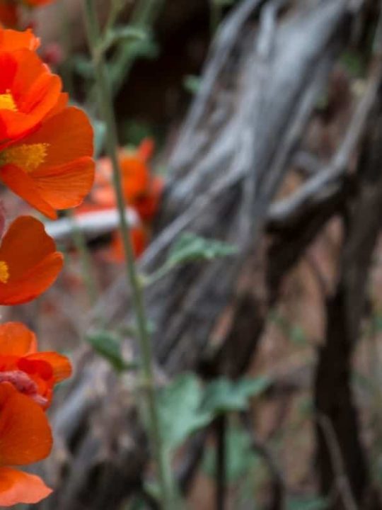 Are Chive Flowers Edible? 10 Clever Ways To Use Chive Blooms