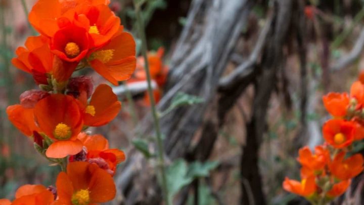 Nevada Native Plants List: 18 Magnificent Garden Options