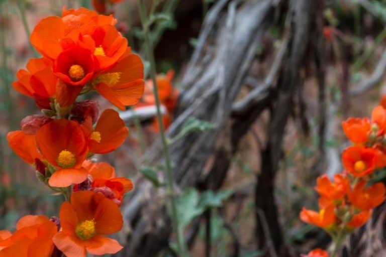 Nevada Native Plants List 18 Magnificent Garden Options