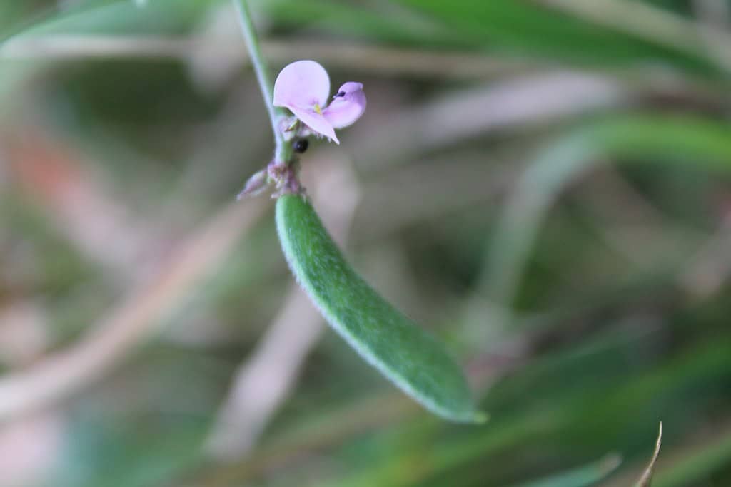 Strophostyles leiosperma