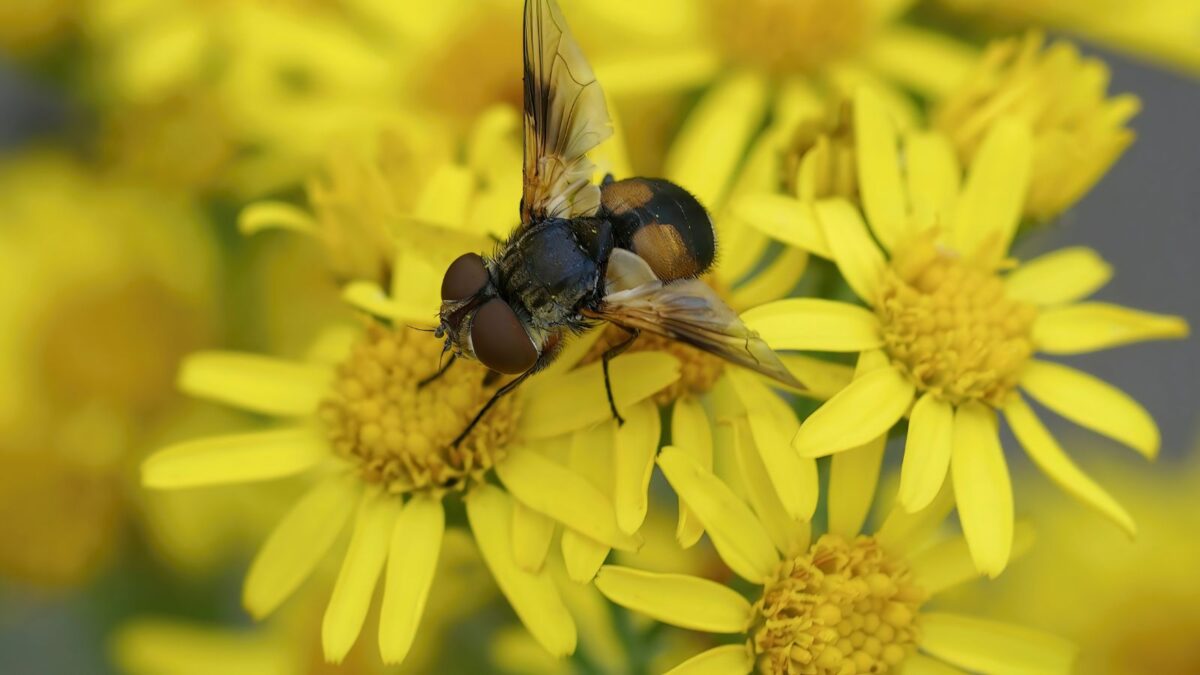 Tachinid Fly on yellow flowers.