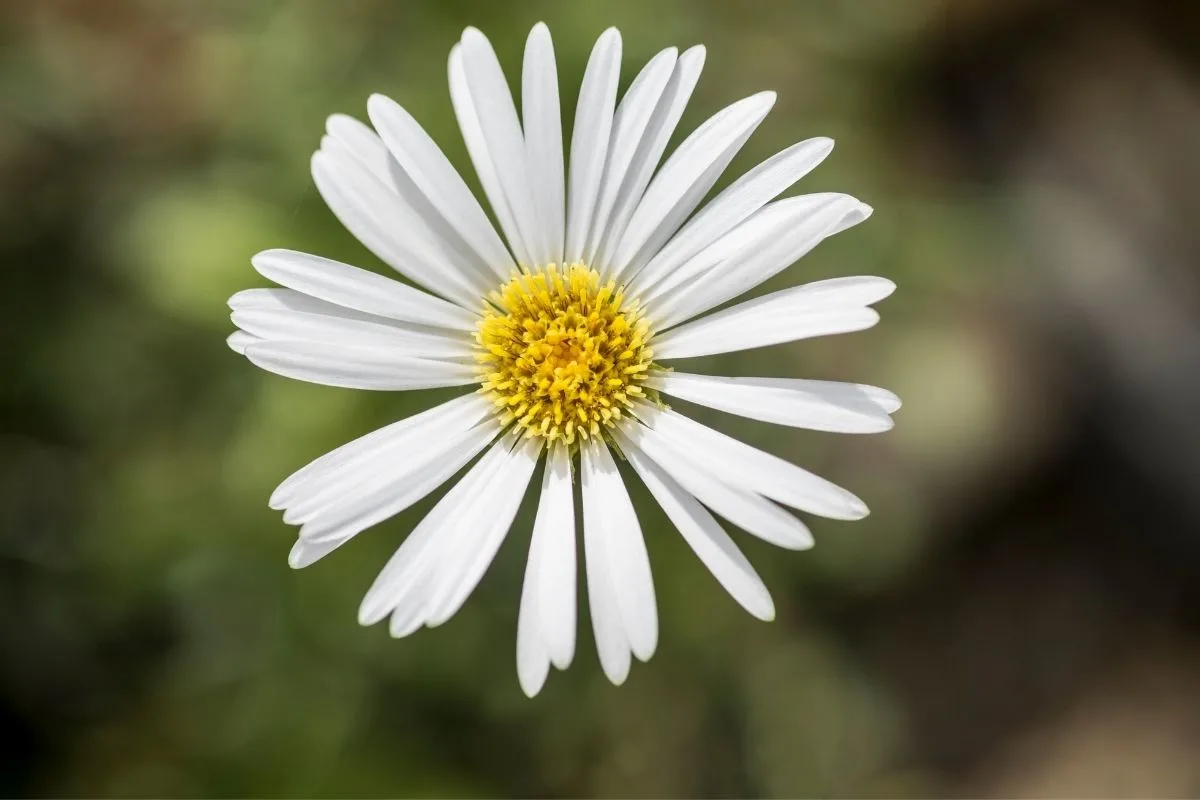 Townsendia hookeri - white daisy flower